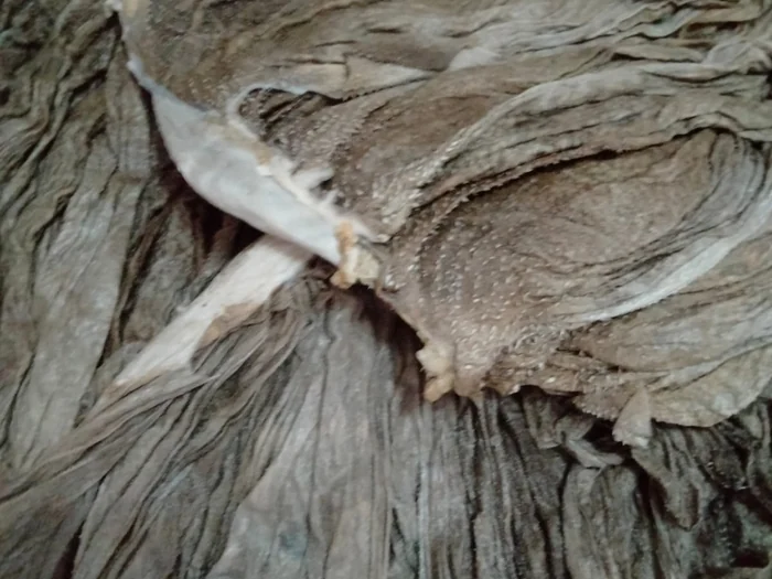 Close-up of omasum leaf texture